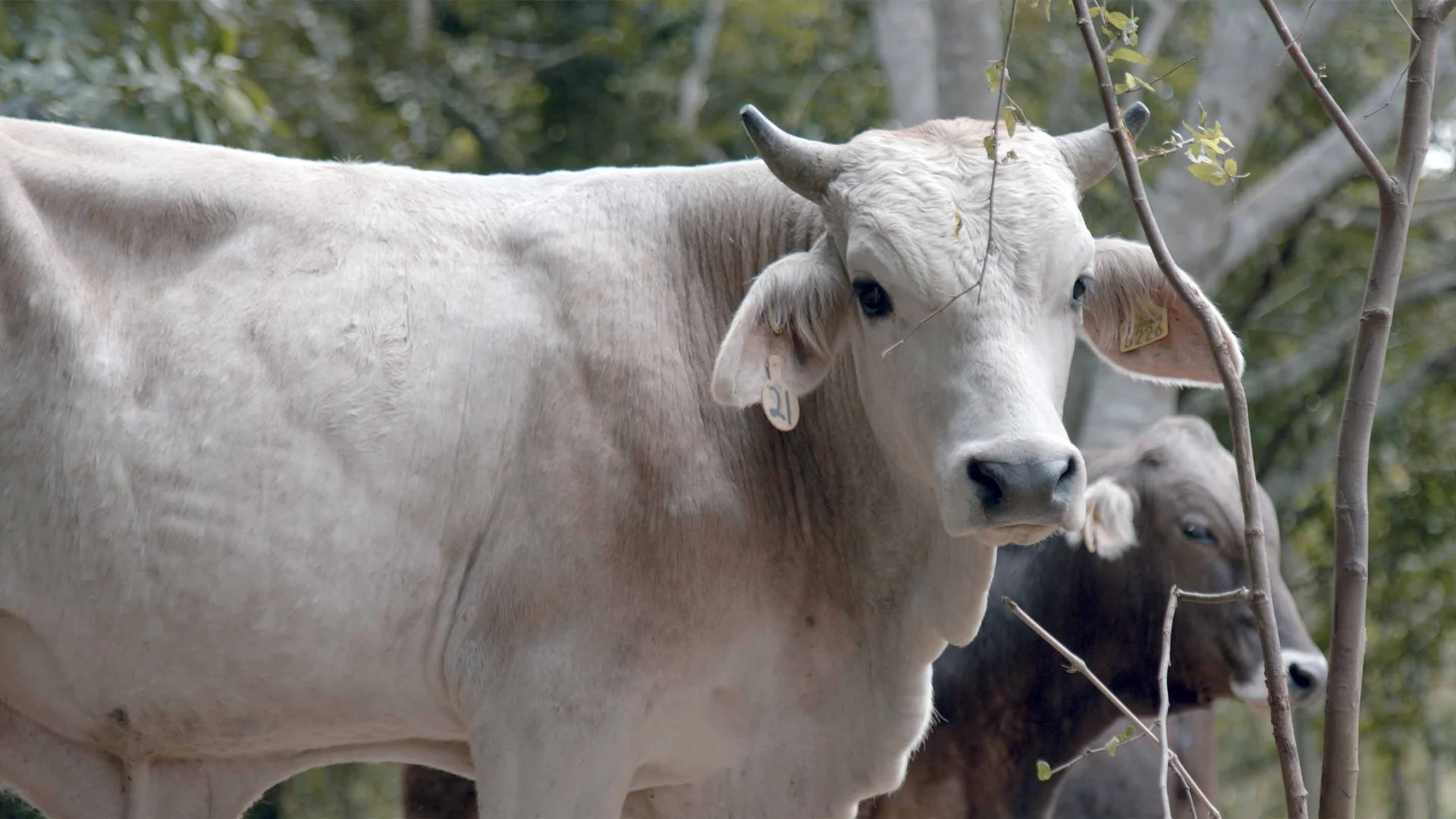 &iquest;Conoces los beneficios de la carne de libre pastoreo?