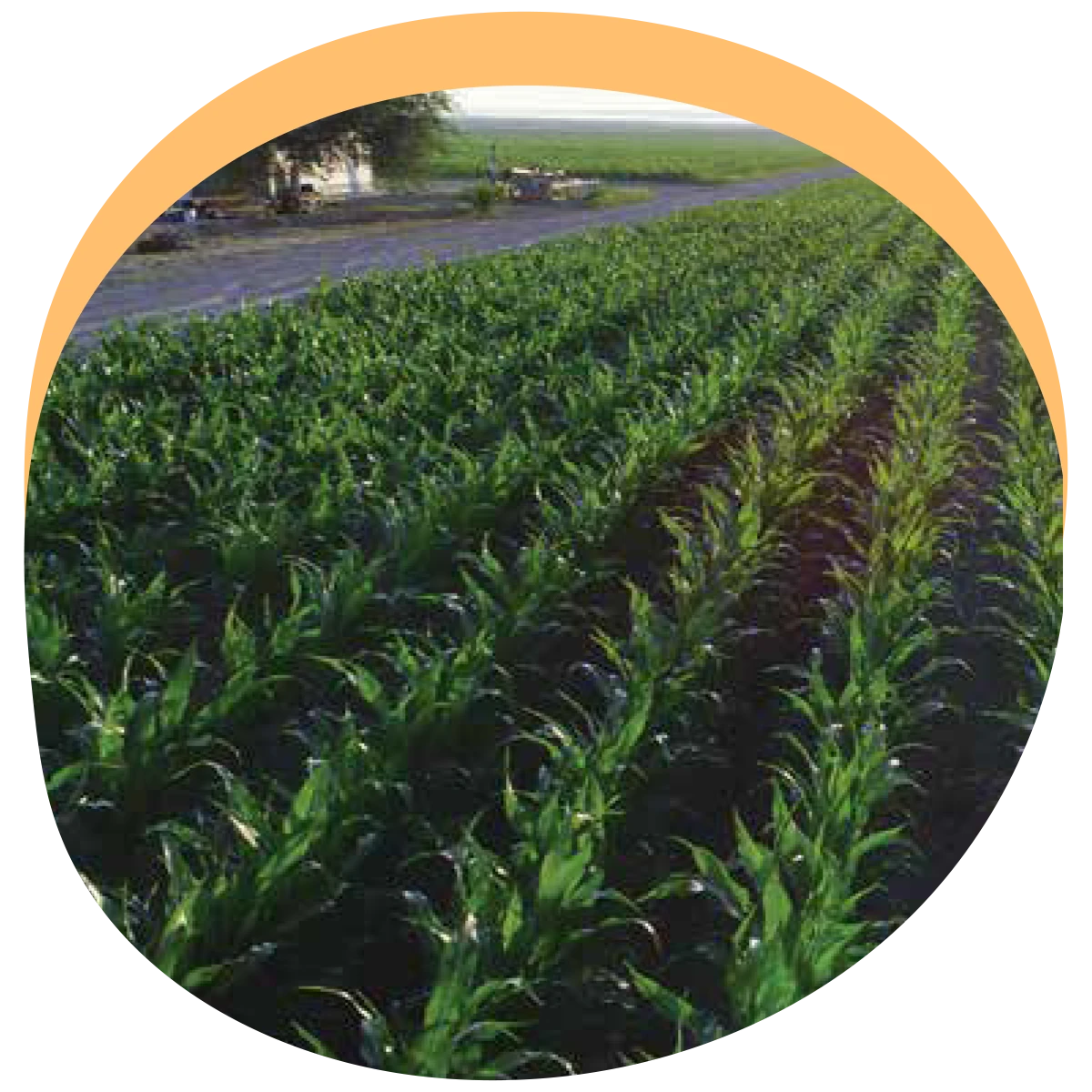 Fertilizantes